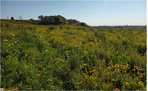 Field with native flowers